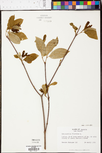 Calycanthus floridus var. floridus image