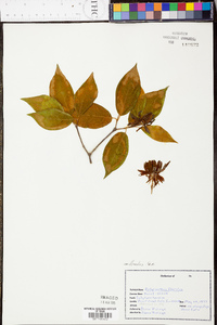 Calycanthus floridus image