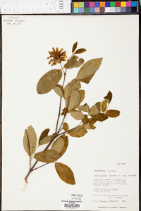 Calycanthus floridus image