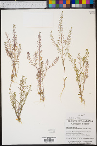 Draba brachycarpa image