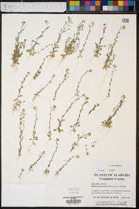 Draba brachycarpa image