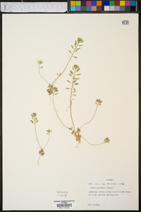 Draba cuneifolia image