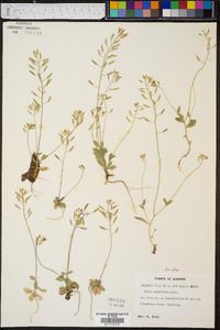 Draba cuneifolia image