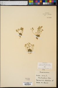 Draba verna image