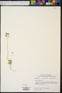 Draba cuneifolia image