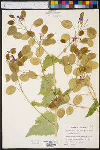 Lunaria annua image