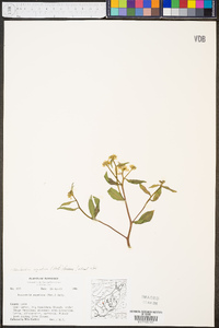 Neobeckia aquatica image