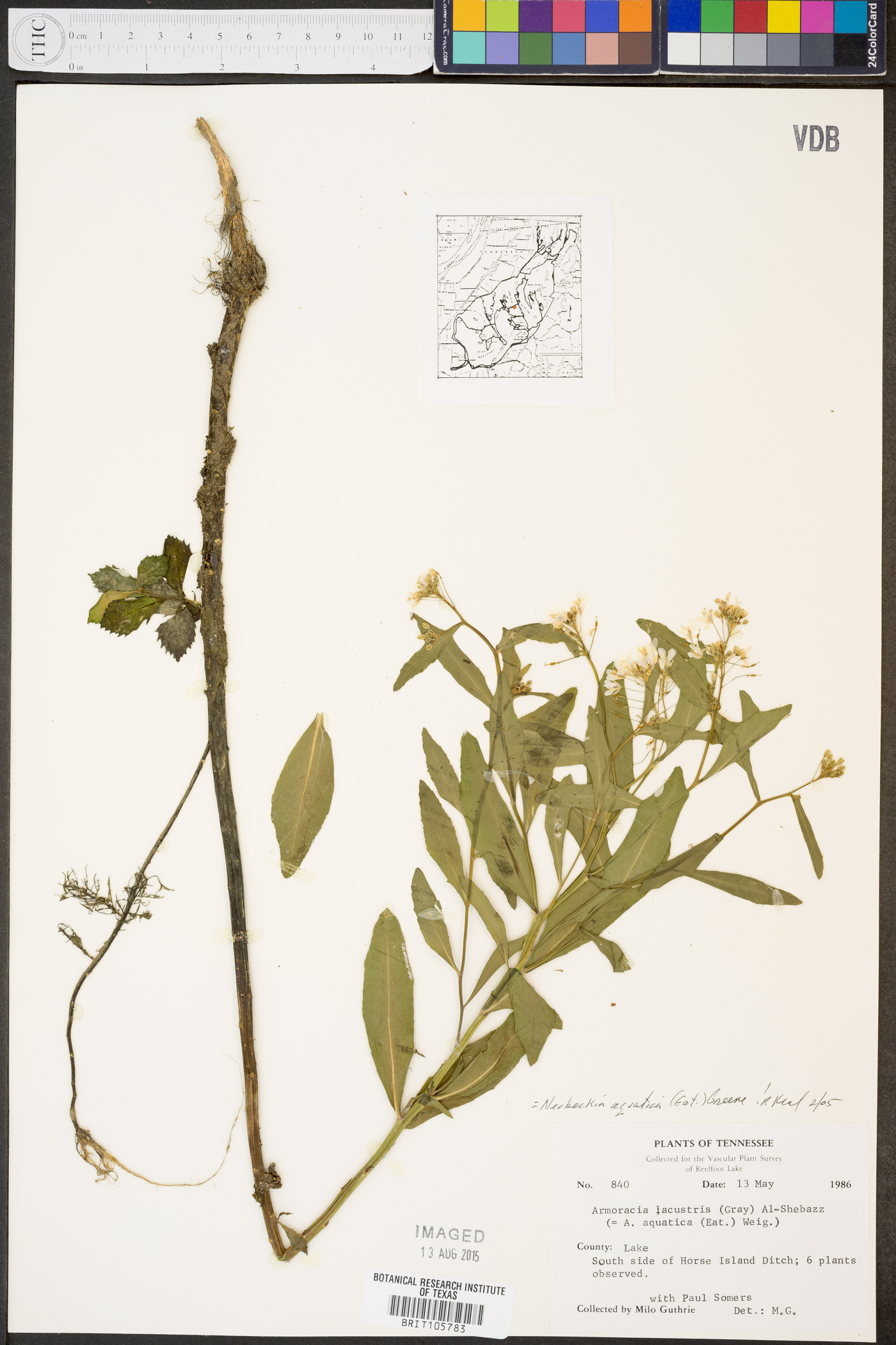 Neobeckia aquatica image