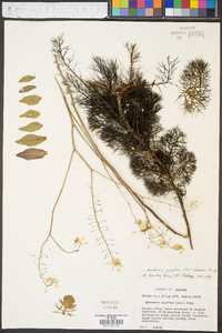 Neobeckia aquatica image