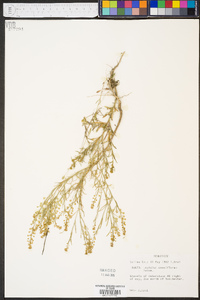 Lepidium densiflorum image