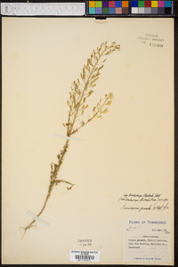 Descurainia pinnata subsp. brachycarpa image