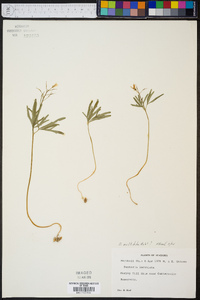 Cardamine dissecta image