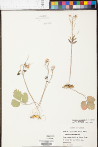 Cardamine angustata image