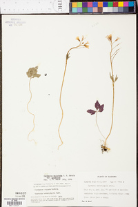 Cardamine angustata image