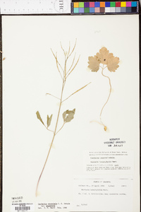 Cardamine angustata image