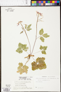 Cardamine angustata image