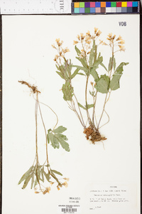 Cardamine angustata image