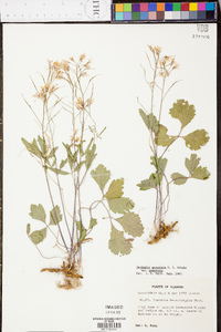 Cardamine angustata image