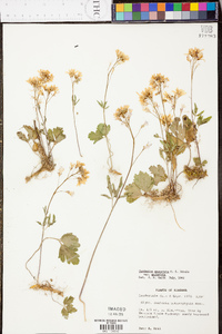 Cardamine angustata image