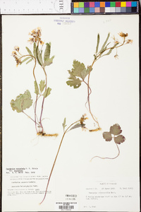 Cardamine angustata image