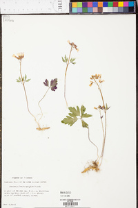 Cardamine angustata image