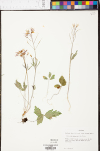 Cardamine angustata image