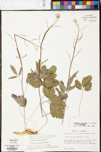 Cardamine angustata image