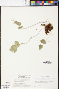 Cardamine angustata image