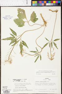 Cardamine angustata image