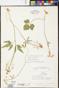 Cardamine angustata image