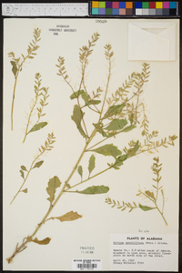 Rorippa sessiliflora image