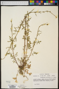 Sisymbrium officinale image