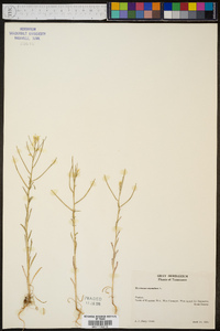 Erysimum repandum image