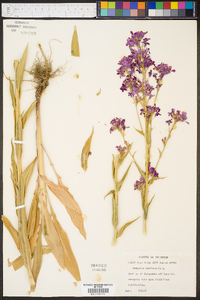 Hesperis matronalis image