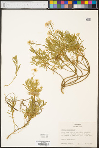 Microthlaspi perfoliatum image