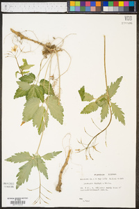 Cardamine diphylla image