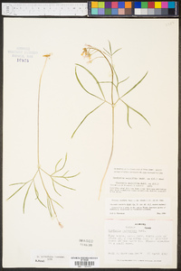 Cardamine multifida image