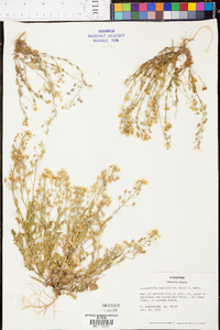 Paysonia lescurii image