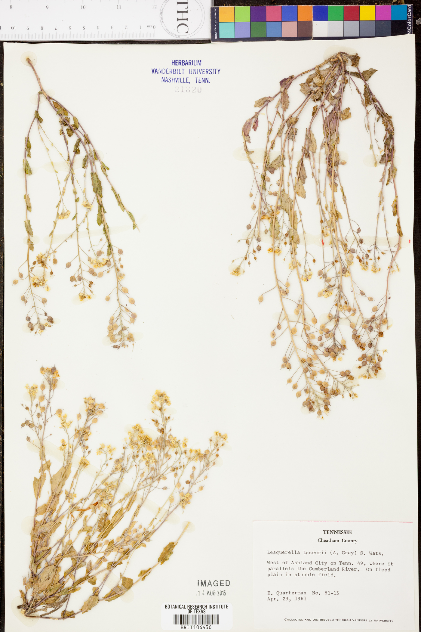 Paysonia lescurii image
