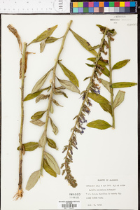 Lobelia georgiana image