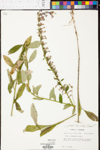 Lobelia georgiana image