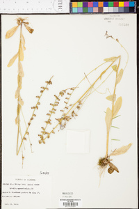 Lobelia appendiculata image