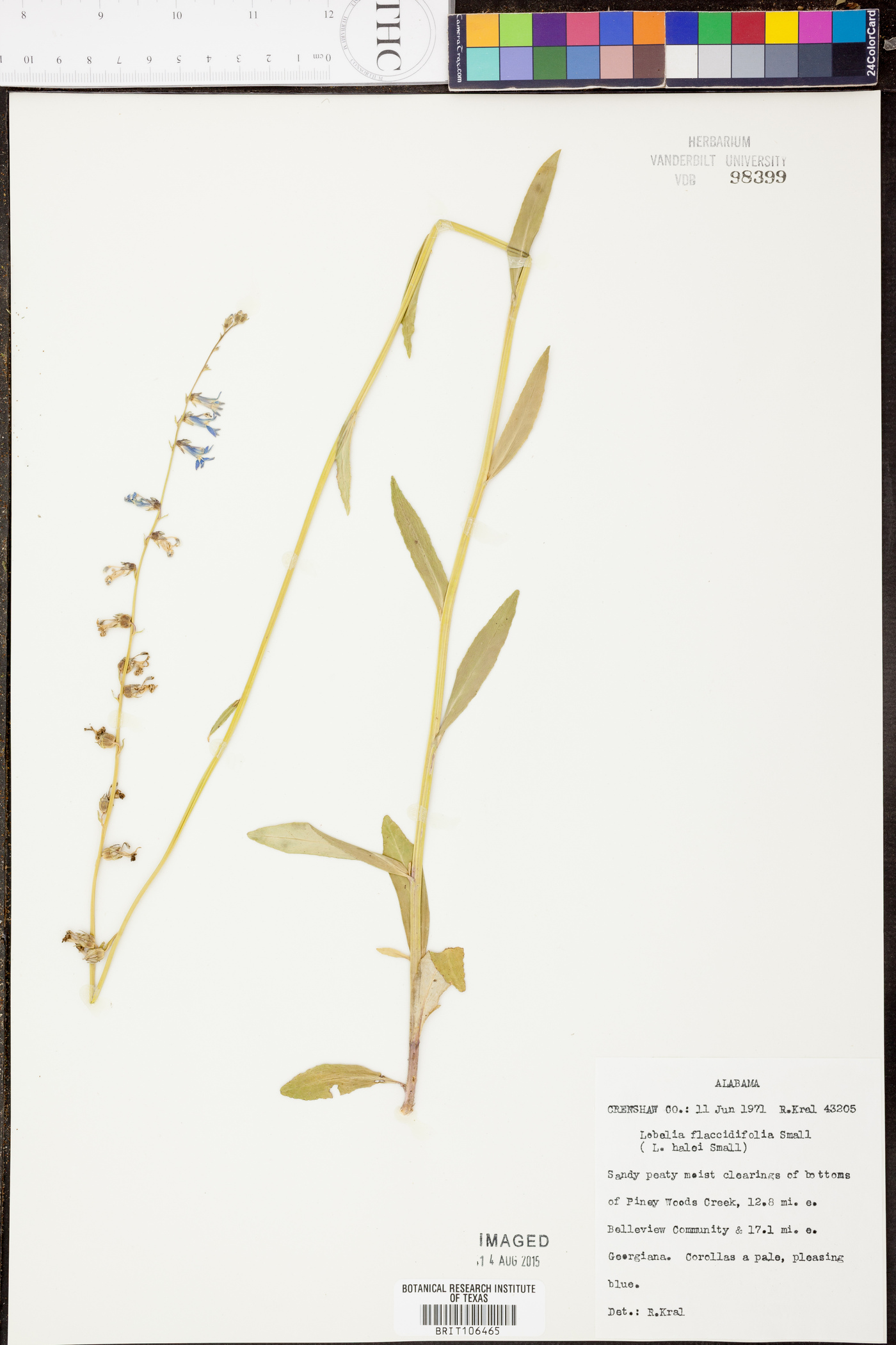 Lobelia flaccidifolia image