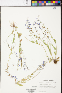 Lobelia gattingeri image