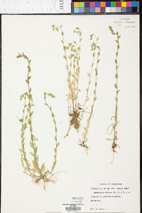 Triodanis perfoliata var. biflora image