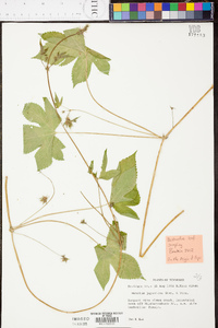 Humulus japonicus image