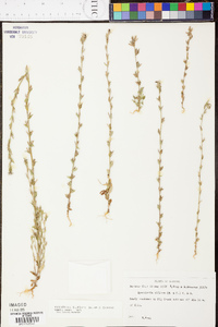 Triodanis perfoliata var. biflora image