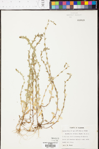 Triodanis perfoliata var. biflora image