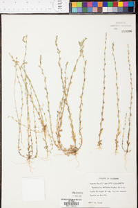 Triodanis perfoliata var. biflora image