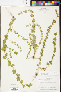 Triodanis perfoliata var. perfoliata image